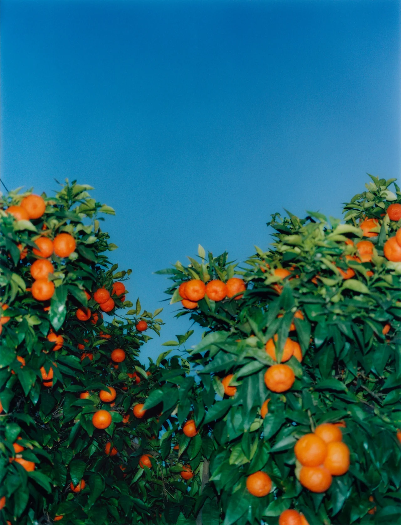 Athens, Feb 19, Tofjan