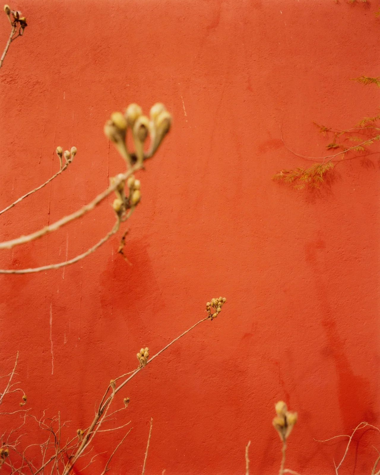 Sacred Smoke, Tofjan