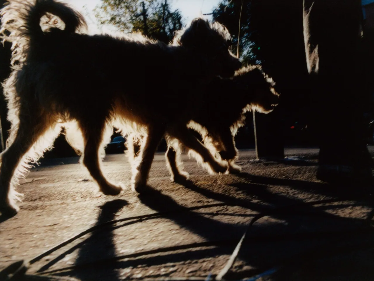 Sacred Smoke, Tofjan