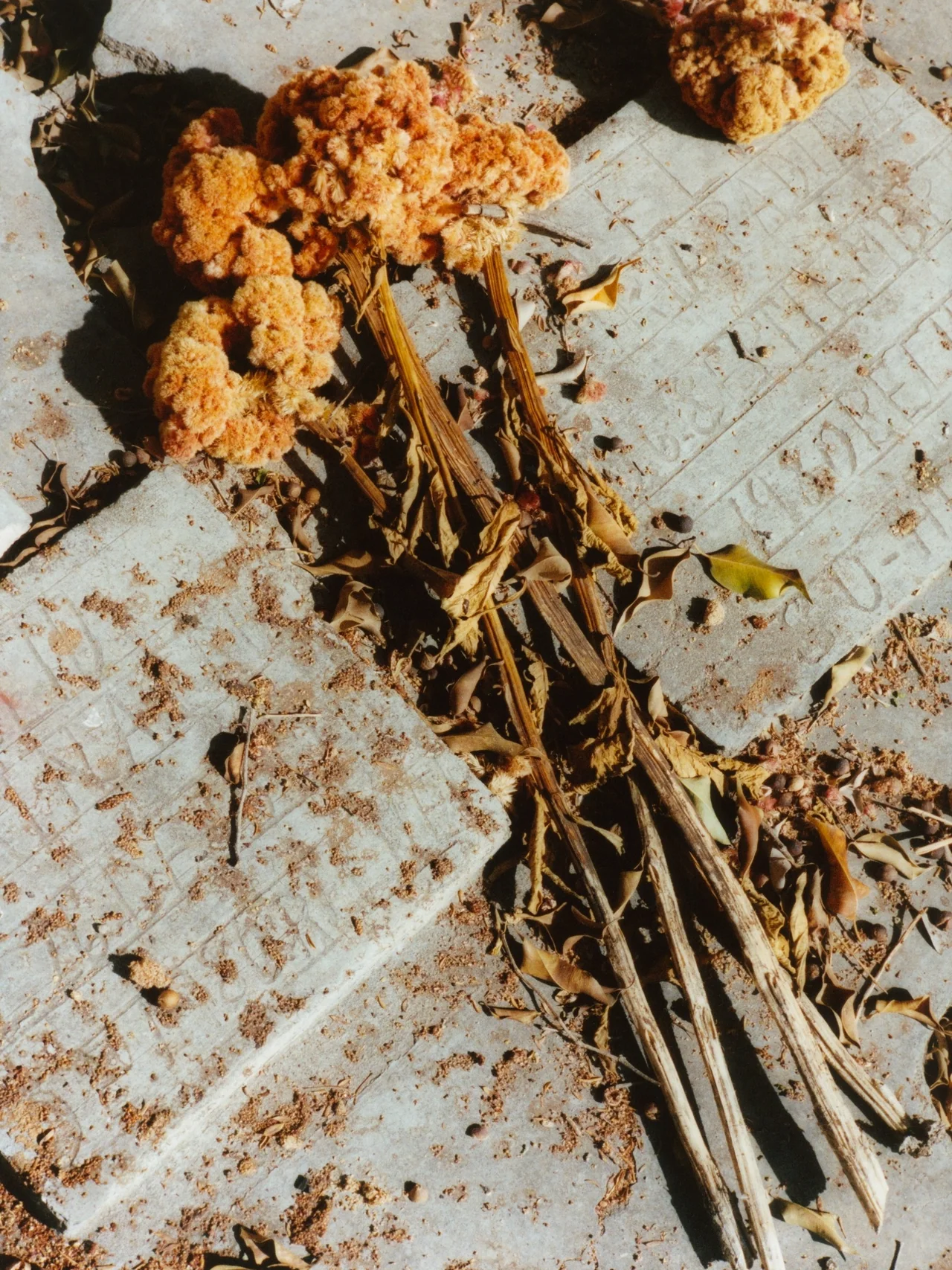 Sacred Smoke, Tofjan