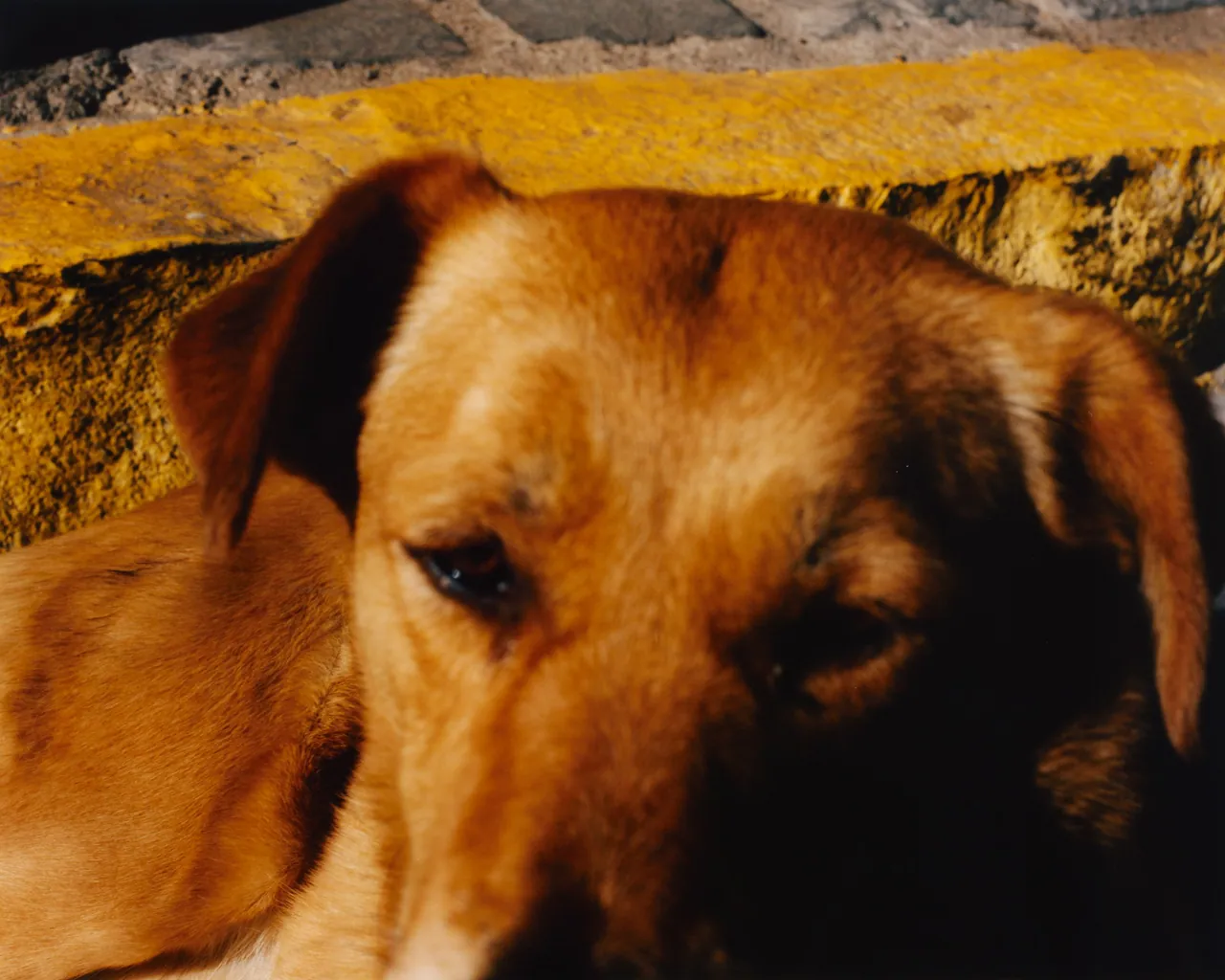 Perros Calientes, Tofjan