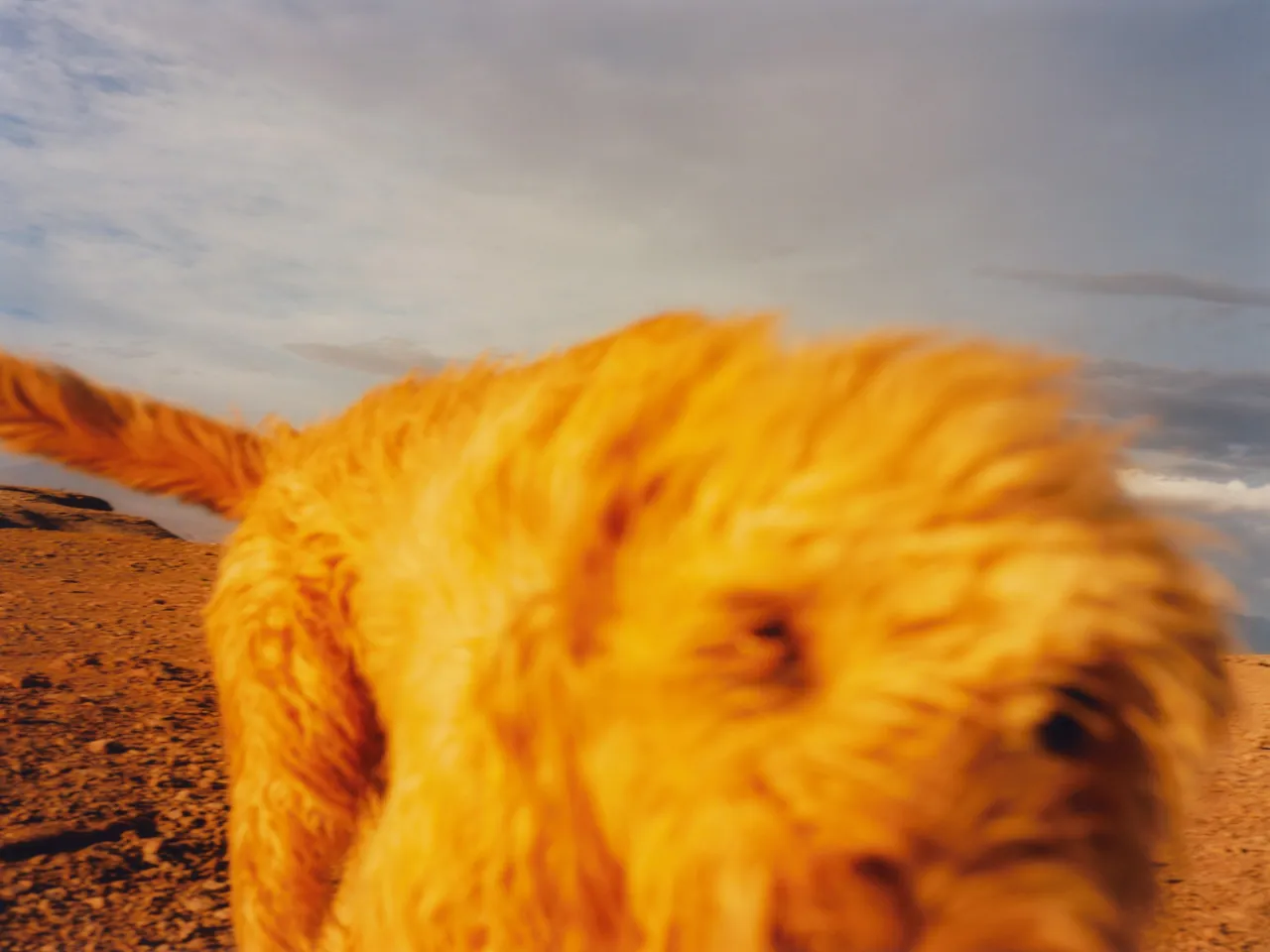 Perros Calientes, Tofjan