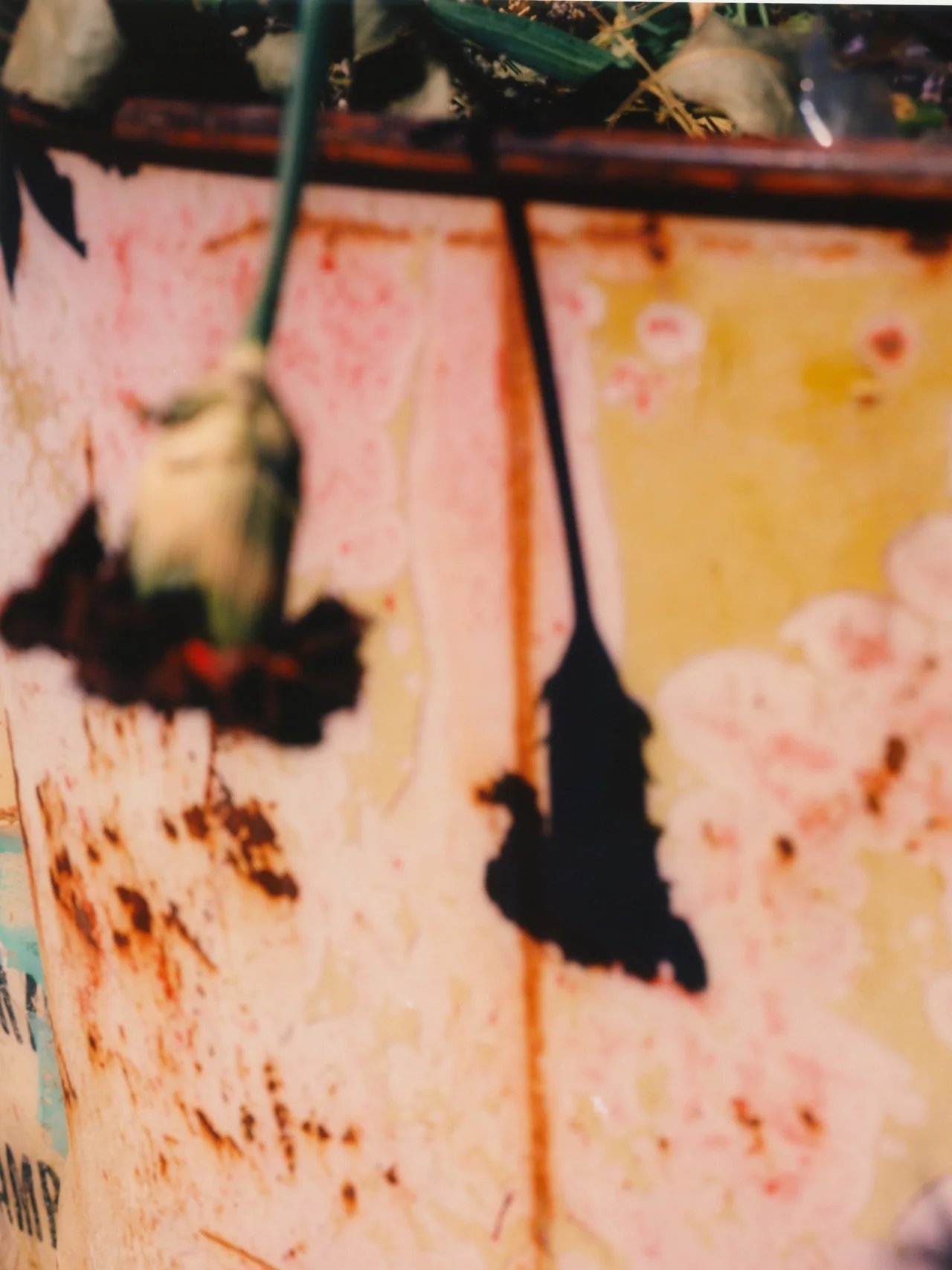 Perros Calientes, Tofjan