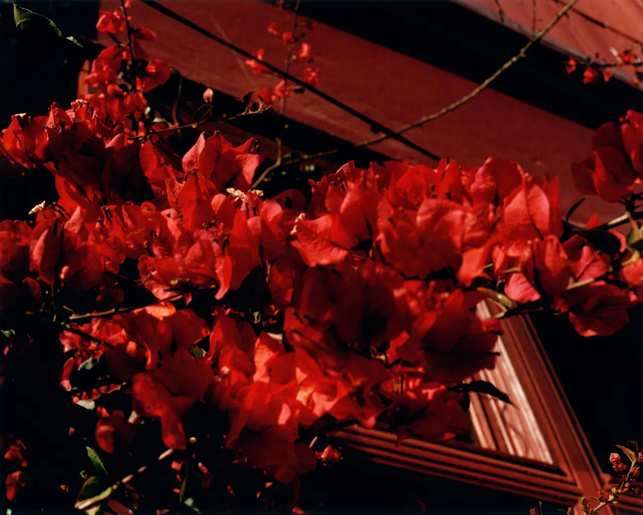 Perros Calientes, Tofjan