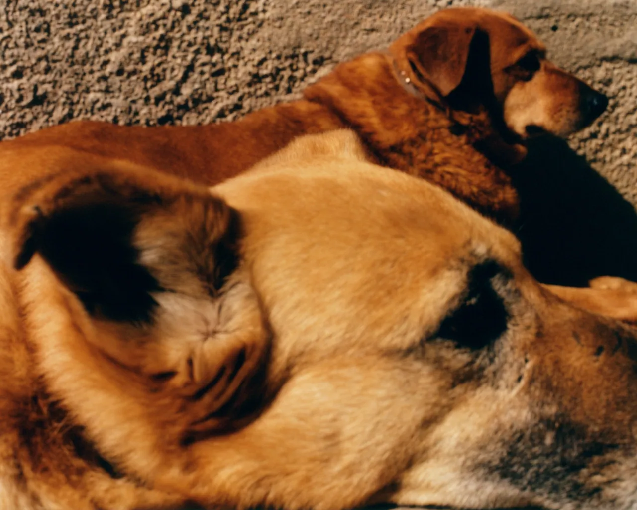 Perros Calientes, Tofjan