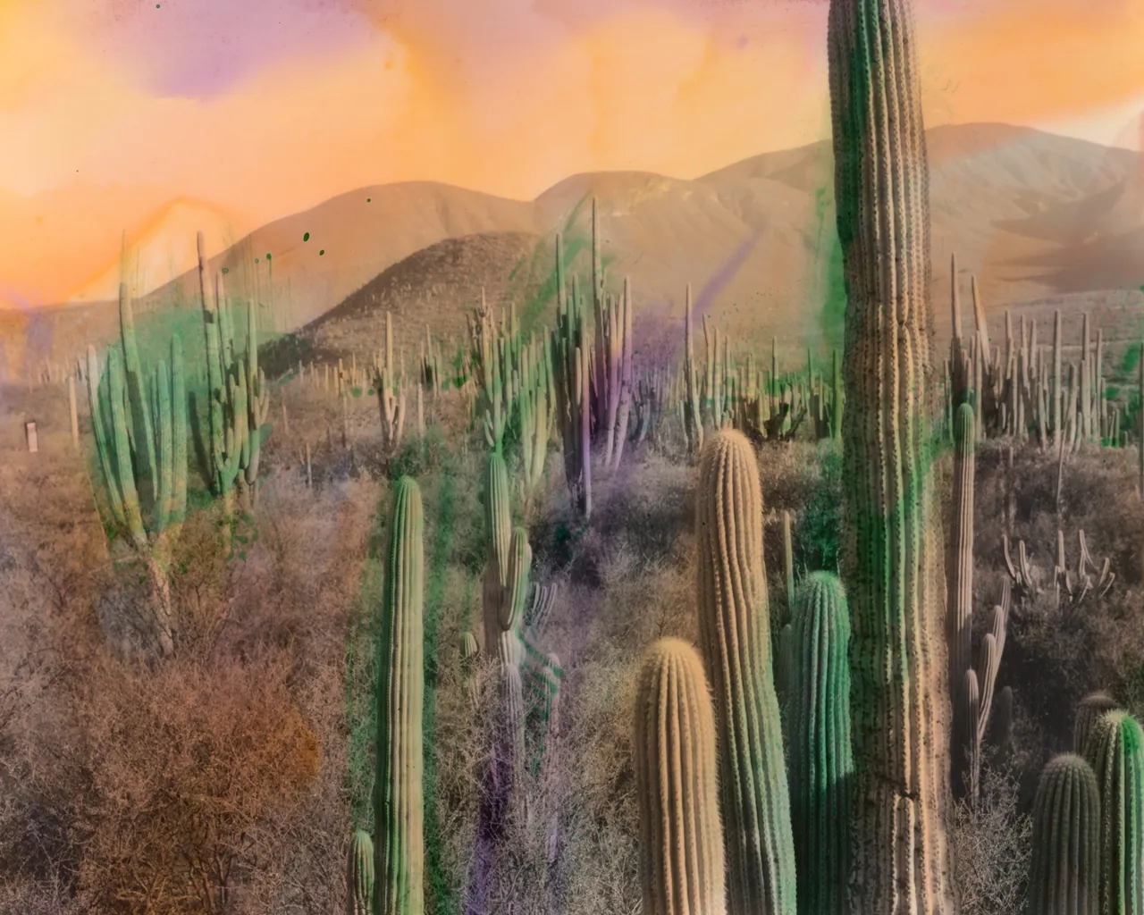 Sacred Smoke, Tofjan