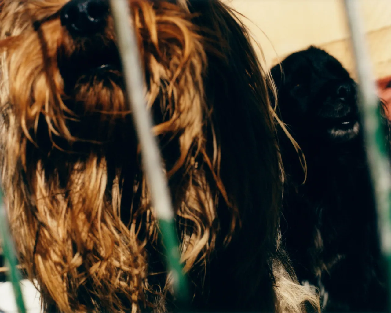 Perros Calientes, Tofjan