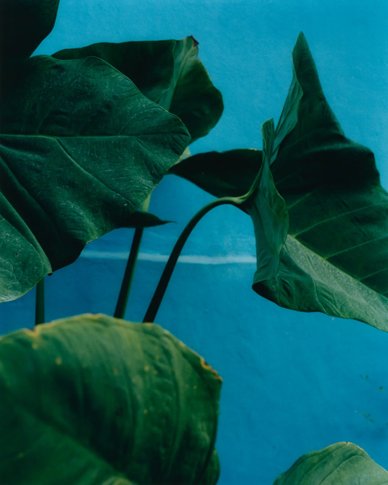 Mexico, Jan 22, Tofjan