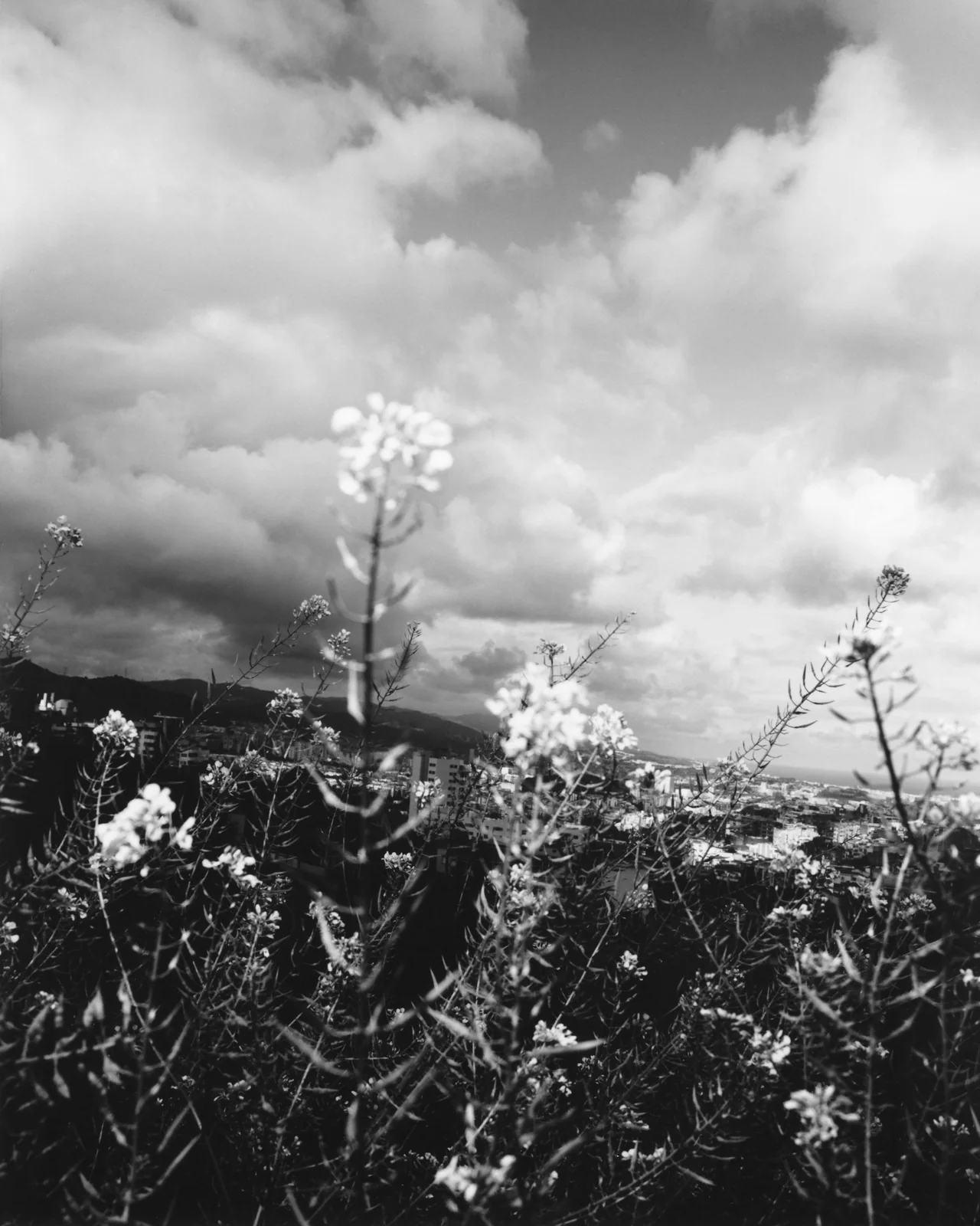 Barcelona, Mar 21, Tofjan