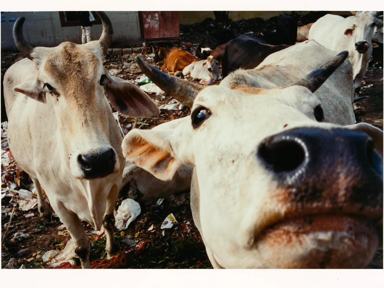 A Slice of Delhi, Tofjan