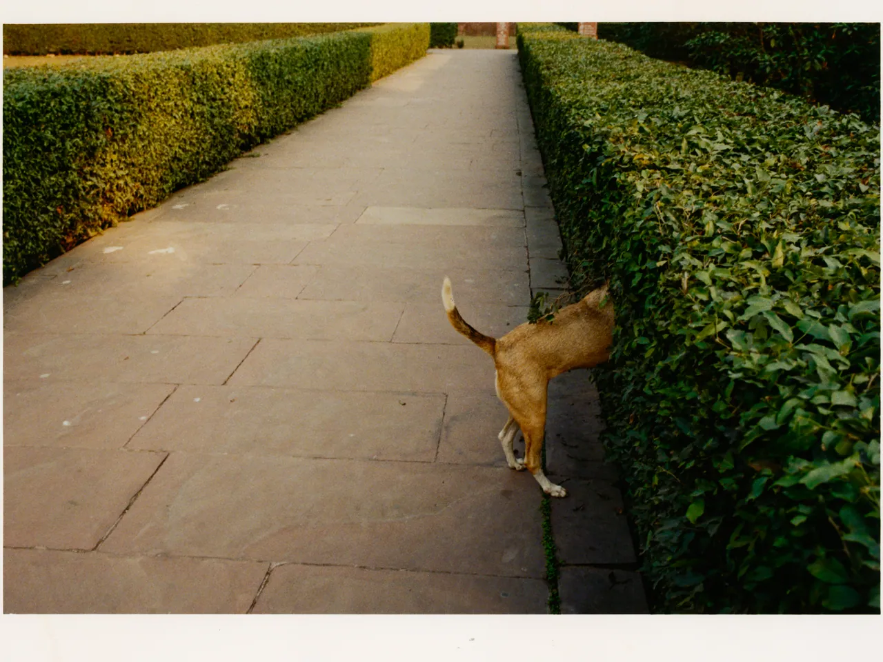 A Slice of Delhi, Tofjan